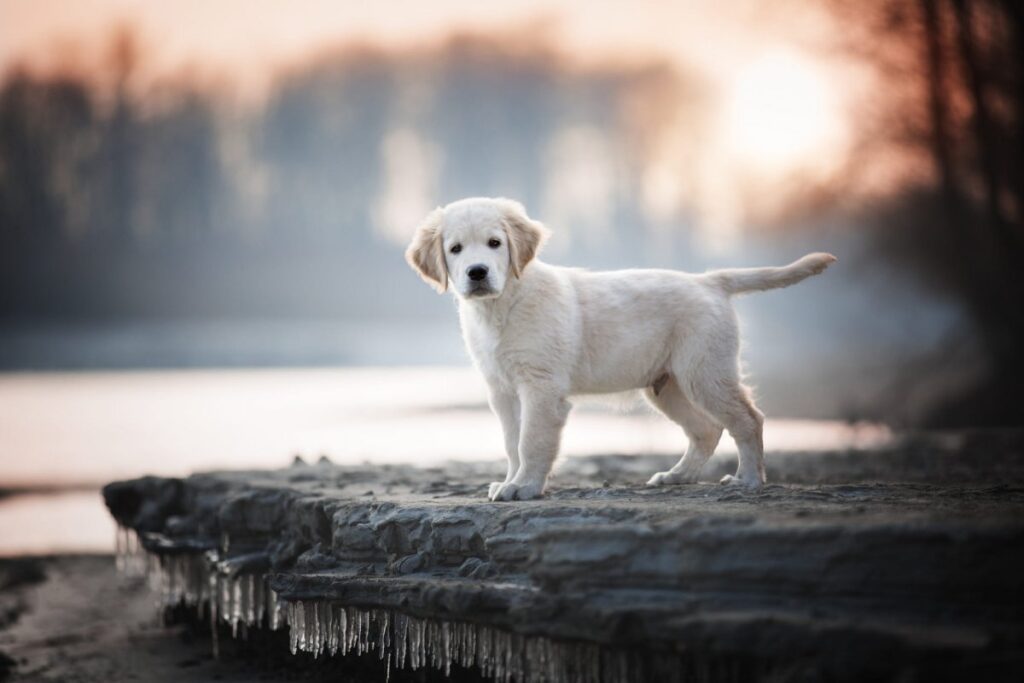 Labrador blanco cachorro