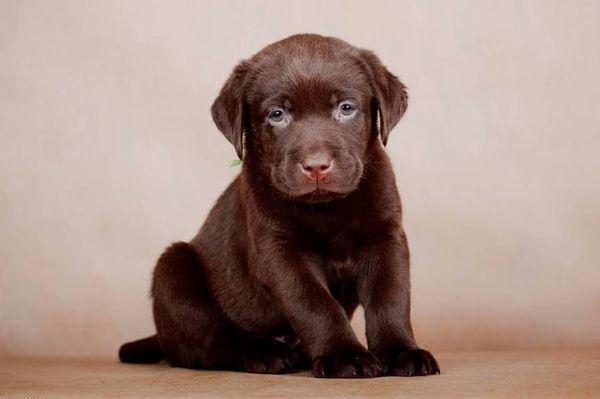labrador chocolate cachorro