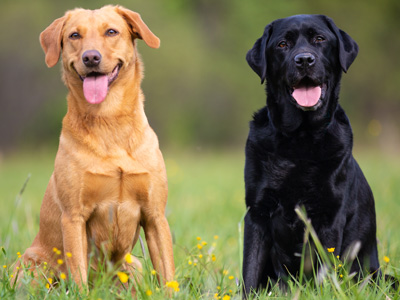 5 razas de perros más adoptadas