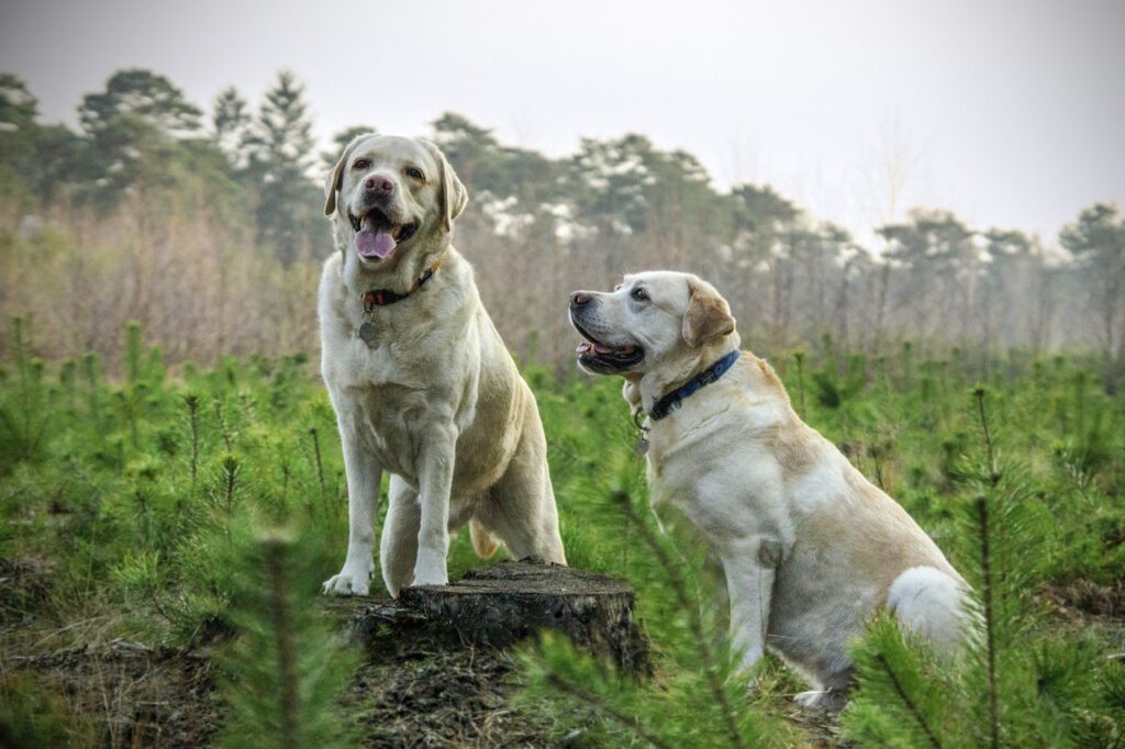 Labrador y labrador retriever